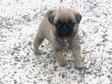 Disponibles à la réservation 2 chiots Carlins sable à masque (LOF)