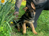 Un chiot mâle Berger Allemand LOF à vendre
