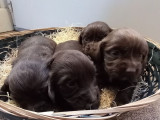 4 chiots Cockers Anglais LOF marron disponibles à la réservation