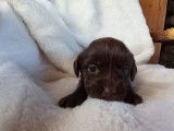 4 chiots Cockers Anglais LOF marron disponibles à la réservation