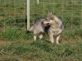 Une chienne Spitz des Wisigoths de 3 ans disponible à la vente (LOF)