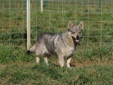 Une chienne Spitz des Wisigoths de 3 ans disponible à la vente (LOF)