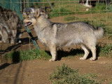 Une chienne Spitz des Wisigoths de 3 ans disponible à la vente (LOF)