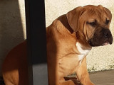 Disponibles à la vente 4 chiots American Bullies (LOF)