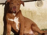 Disponibles à la vente 4 chiots American Bullies (LOF)