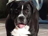 Disponibles à la vente 4 chiots American Bullies (LOF)