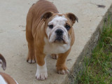 À vendre 4 chiots Bulldogs Anglais (LOF)