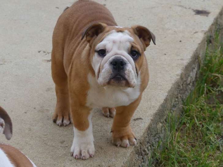 À vendre 4 chiots Bulldogs Anglais (LOF)