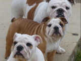 À vendre 4 chiots Bulldogs Anglais (LOF)