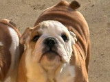 À vendre 4 chiots Bulldogs Anglais (LOF)