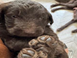 Chiots Caniche Royal croisé Terre-Neuve à vendre