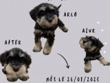 3 chiots mâles Schnauzer Nain bicolore à vendre (LOF)