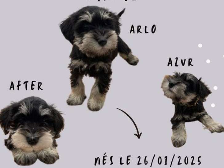 3 chiots mâles Schnauzer Nain bicolore à vendre (LOF)