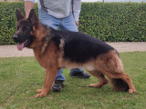 Mâle Berger Allemand disponible pour saillie
