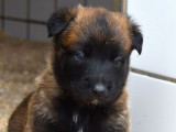 À vendre 5 chiots Bergers Belges Malinois (LOF)