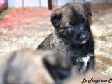 À vendre 5 chiots Bergers Belges Malinois (LOF)