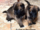 À vendre 5 chiots Bergers Belges Malinois (LOF)