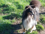 Chien Berger des Shetland tricolore LOF de 2 ans disponible à la vente