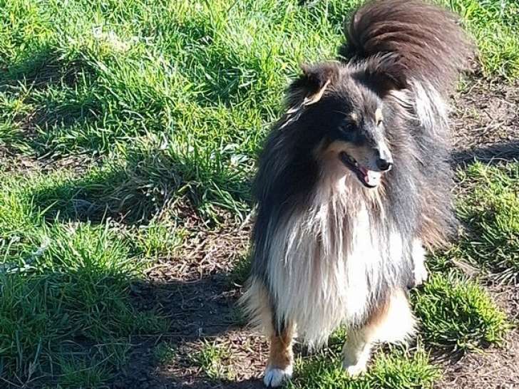 Chien Berger des Shetland tricolore LOF de 2 ans disponible à la vente