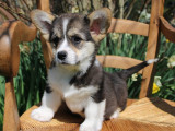 À vendre 4 chiots mâles Welsh Corgi Pembroke (LOF)
