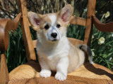 À vendre 4 chiots mâles Welsh Corgi Pembroke (LOF)