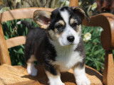 À vendre 4 chiots mâles Welsh Corgi Pembroke (LOF)