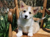 À vendre 4 chiots mâles Welsh Corgi Pembroke (LOF)
