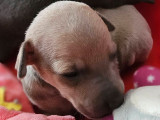 6 chiots Petits Lévriers Italiens à réserver (LOF)