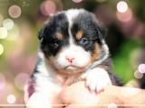 9 chiots Bergers Australiens LOF disponibles à la vente