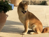 Chienne Shiba Inu fauve LOF de 9 ans disponible à l’achat