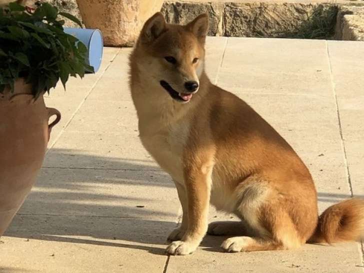 Chienne Shiba Inu fauve LOF de 9 ans disponible à l’achat