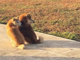 À vendre une chienne Shiba Inu fauve LOF de 7 ans