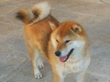 Disponible à l’achat une chienne Shiba Inu de 6 ans (LOF)