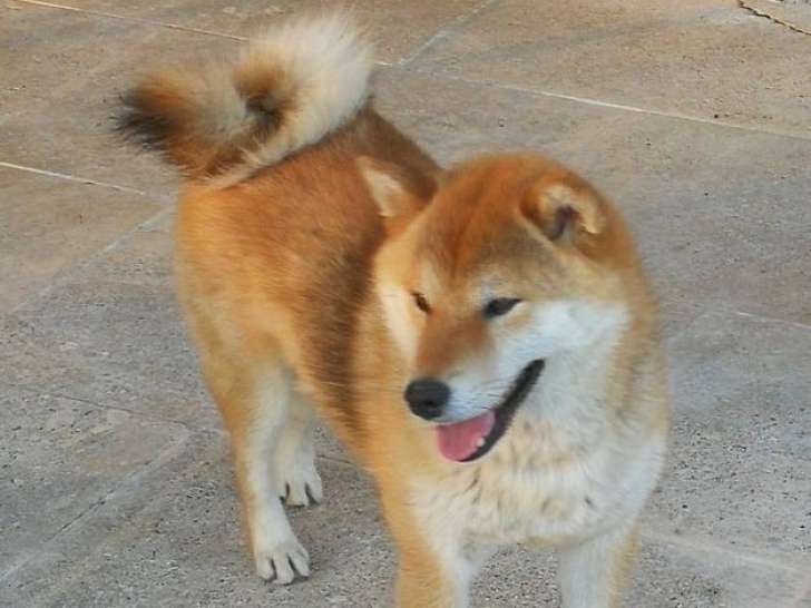 Disponible à l’achat une chienne Shiba Inu de 6 ans (LOF)