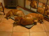 Une chienne Shiba Inu LOF fauve de 4 ans à acheter