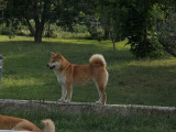 Un chien Shiba Inu fauve charbonné LOF de 5 ans disponible à la réservation
