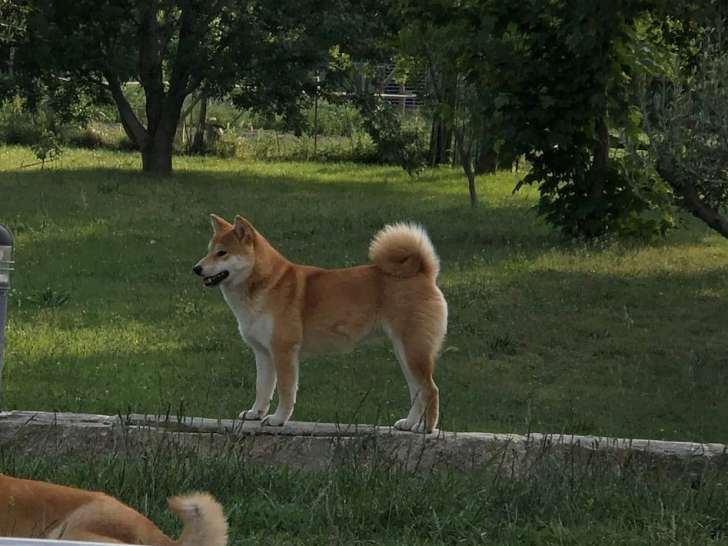Un chien Shiba Inu fauve charbonné LOF de 5 ans disponible à la réservation