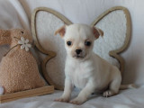 Un chiot mâle Chihuahua LOF à poil court à réserver
