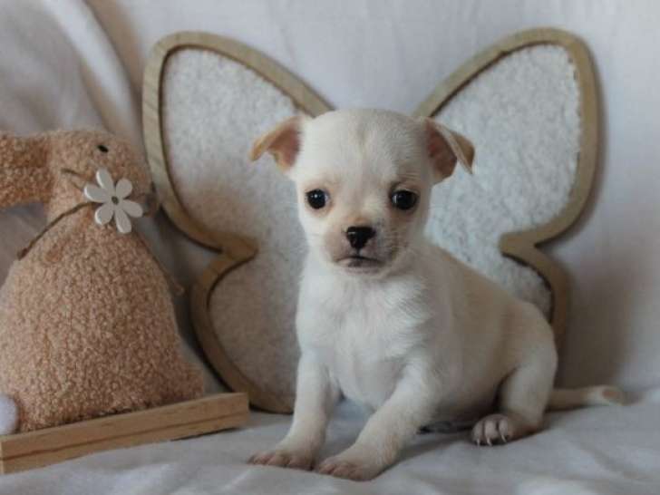 Un chiot mâle Chihuahua LOF à poil court à réserver