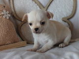 Un chiot mâle Chihuahua LOF à poil court à réserver