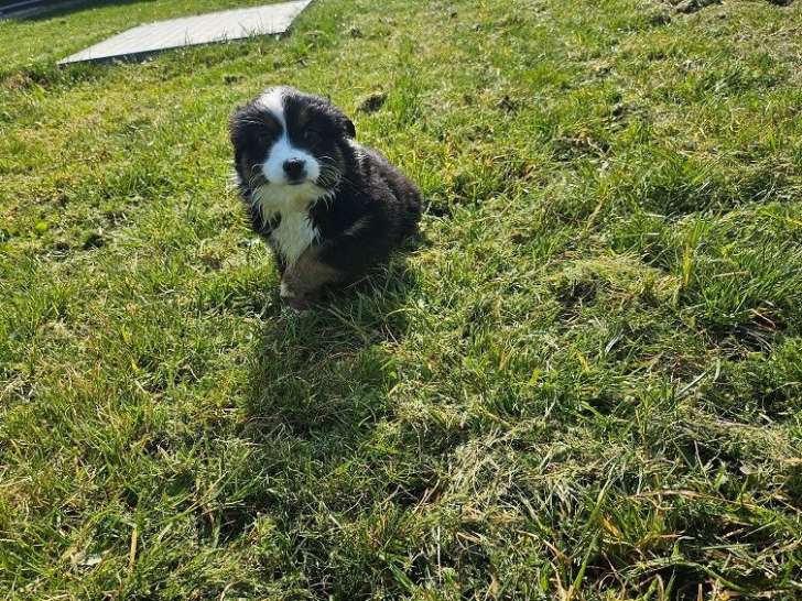 Un chiot femelle Berger Américain Miniature tricolore LOF disponible à la vente