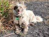 À adopter : chien marron et blanc