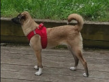 Disponible à l'adoption : chiot femelle de 5 mois
