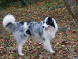 Mâle Berger Australien croisé Border Collie disponible pour saillie