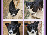 En attente d'adoption : chiot femelle noir et blanc