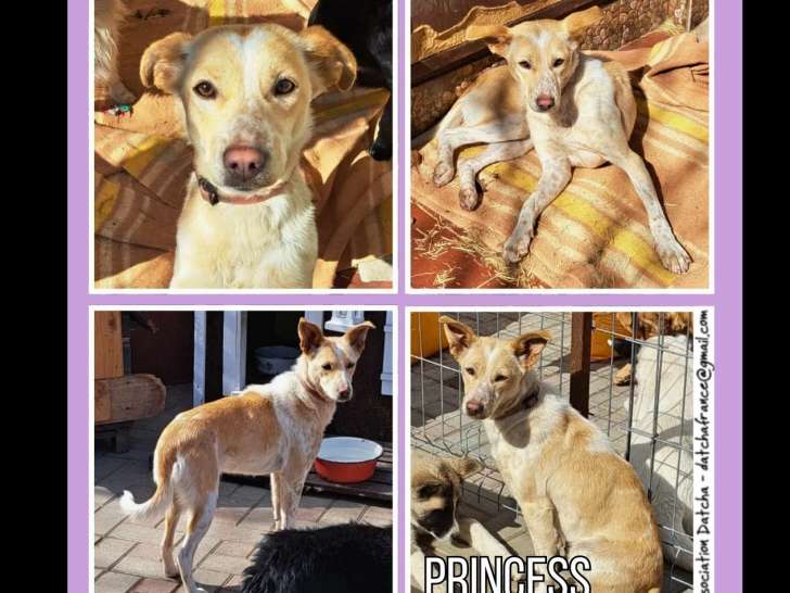 Prête pour l’adoption : chienne rousse et blanche