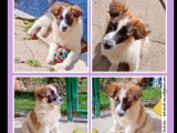 En attente d’un foyer : chiot femelle tricolore