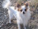 Mâle Chihuahua mâle LOF disponible pour saillie