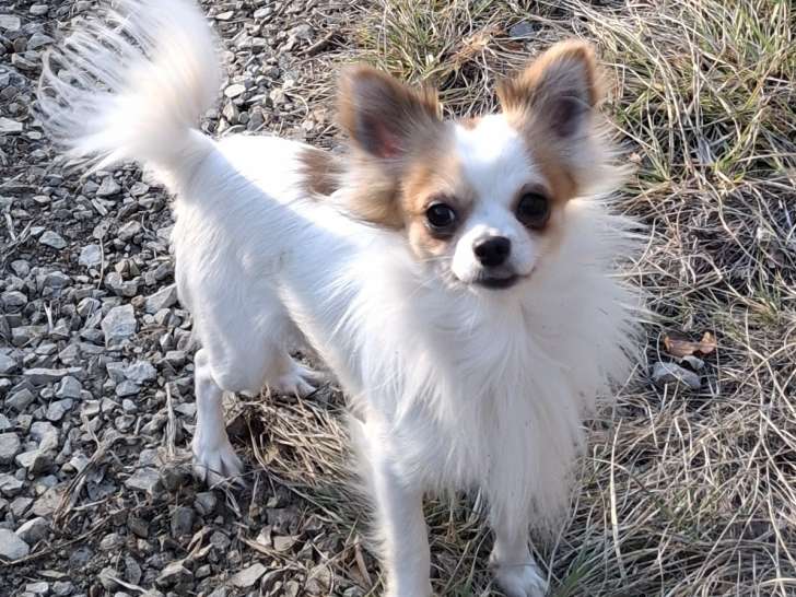 Mâle Chihuahua mâle LOF disponible pour saillie