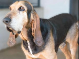 En quête d’une famille : chien Bruno de Jura de 7 ans